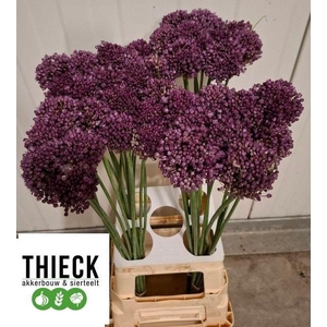Allium Pink Lady