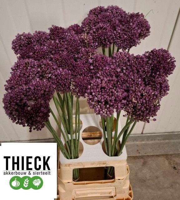 <h4>Allium Pink Lady</h4>