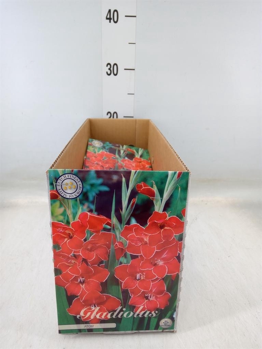 <h4>Gladiolus   ...flowerbulbs</h4>