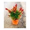 Callistemon citrinus