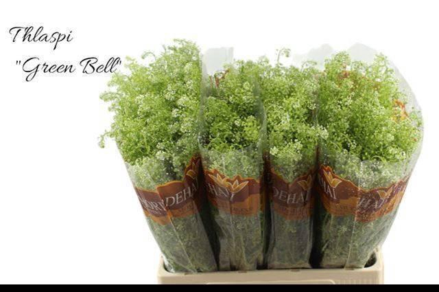 <h4>LEP RU GREEN BELL</h4>