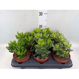 Crassula   ...mix