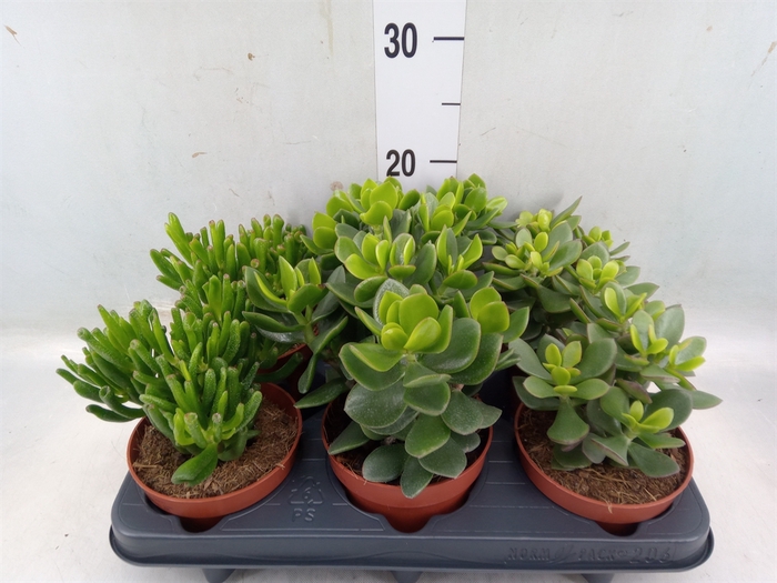 <h4>Crassula   ...mix</h4>