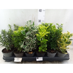 Euonymus japon.   ...mix