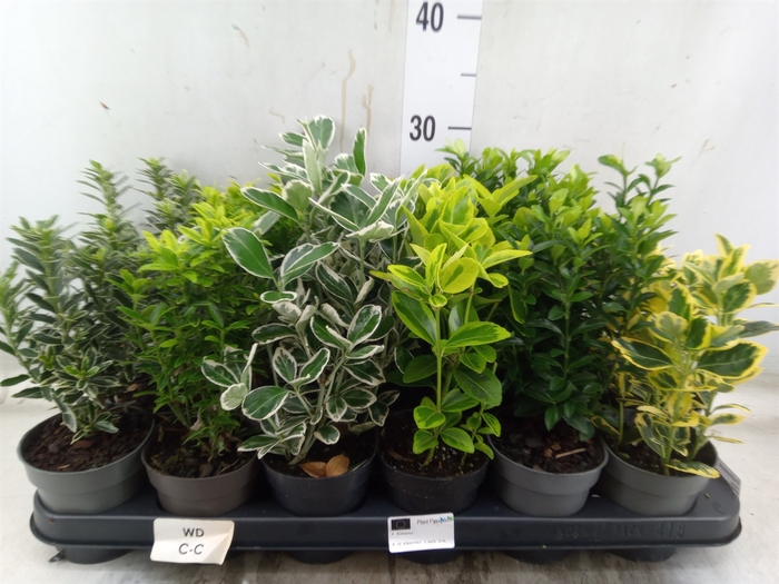 <h4>Euonymus japon.   ...mix</h4>