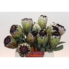 Protea Niobe