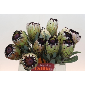 Protea Niobe