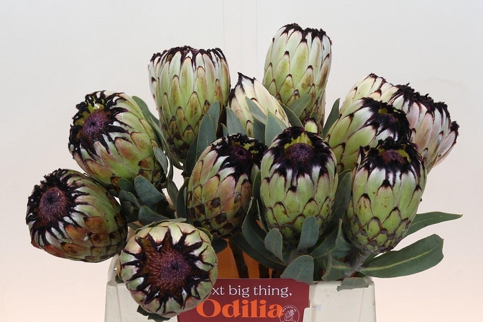 Protea Niobe