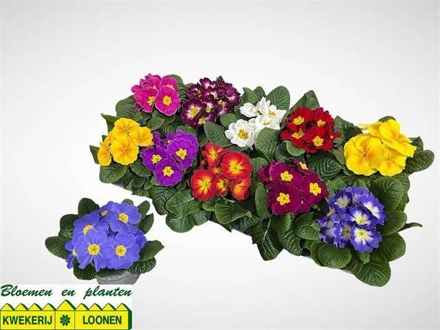 arr8 Prim Ac Paradiso Gem