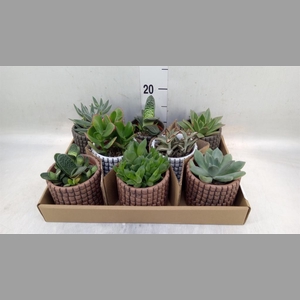 Succulents   ...