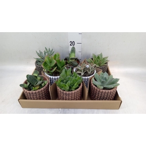 Succulents   ...