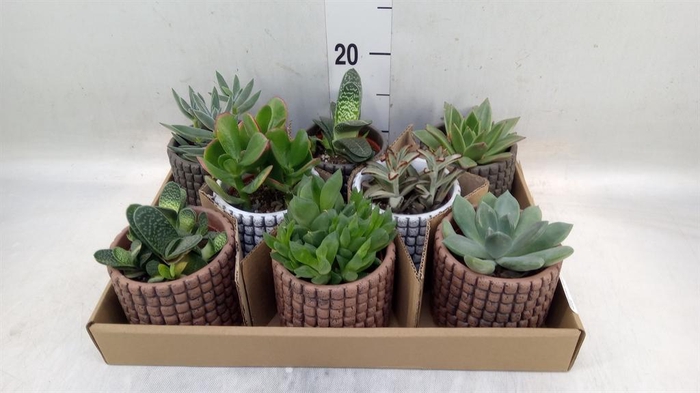 <h4>Succulents   ...</h4>