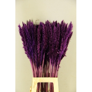 DF Pampas Silvy D.Lilac