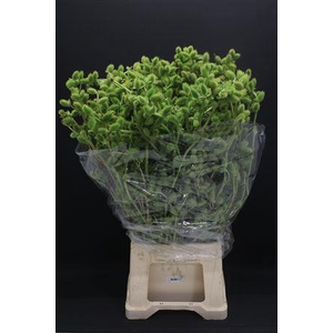 Datura Mini Exclusief