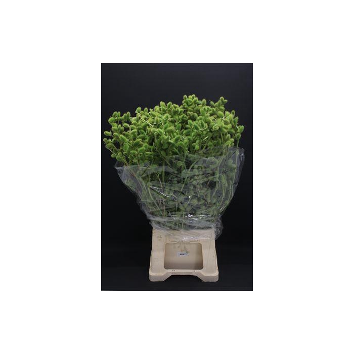 <h4>Datura Mini Exclusief</h4>