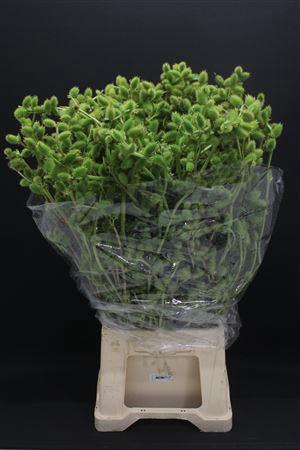 Datura Mini Exclusief