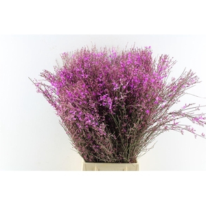 Ginster Lilac 200 Gram