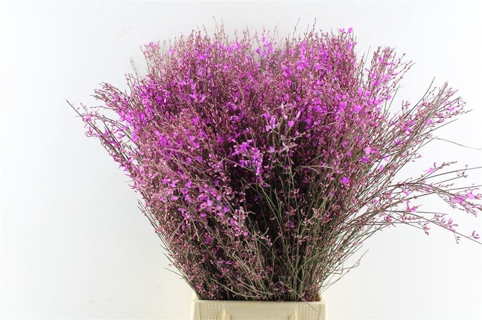 <h4>Ginster Lilac 400 Gram</h4>