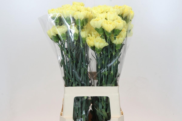 <h4>Dianthus St Ilias</h4>