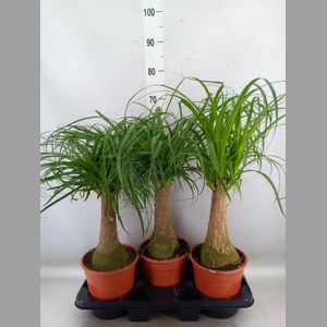 Beaucarnea recurvata