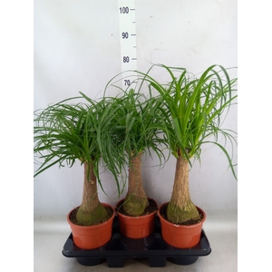 Beaucarnea recurvata