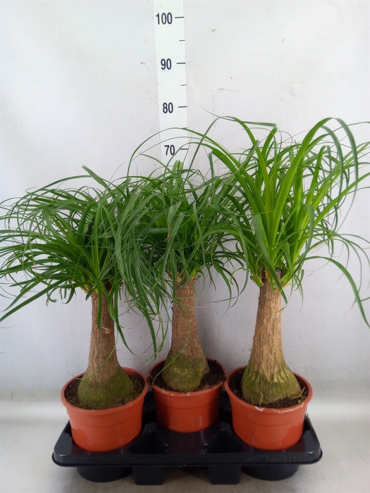 <h4>Beaucarnea recurvata</h4>
