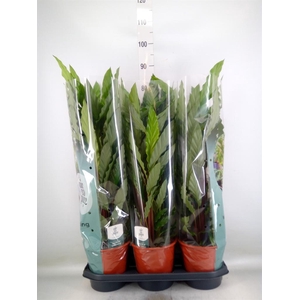 Calathea rufibarba 'Miroscha'