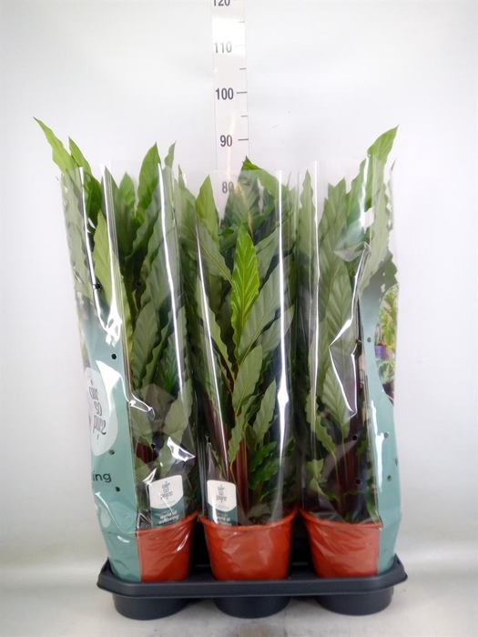 <h4>Calathea rufibarba 'Miroscha'</h4>