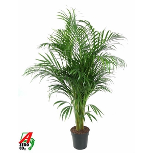 Dypsis Lutescens(Areca) P21