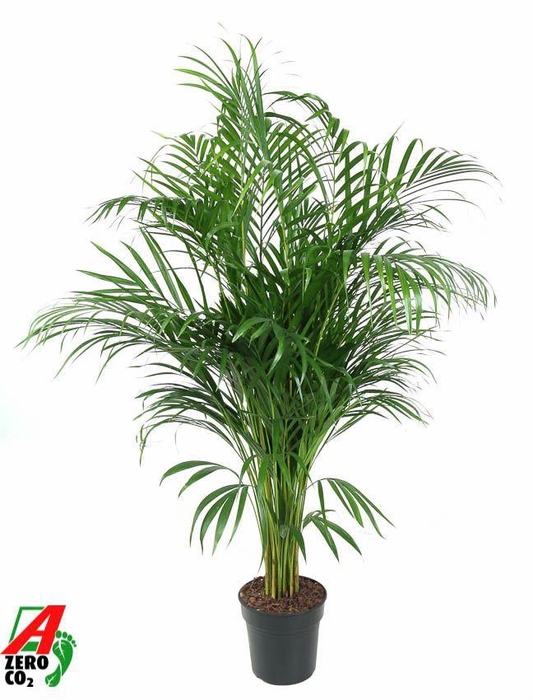 <h4>Dypsis Lutescens(Areca) P21</h4>
