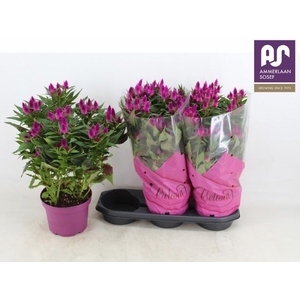CEL DEEP PURPLE