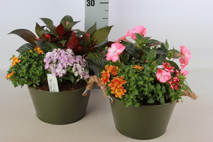 <h4>ARR TUINPLANTEN</h4>