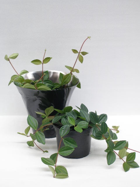 <h4>PEPEROMIA ANGULATA P11 SURO</h4>