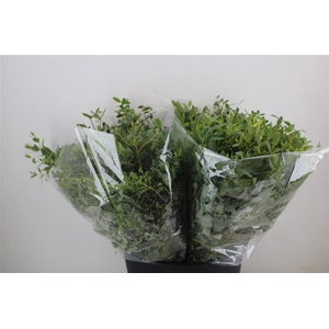 Euca Parvifolia Short 150gr P Bunch
