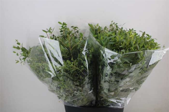 <h4>Euca Parvifolia Short 150gr P Bunch</h4>