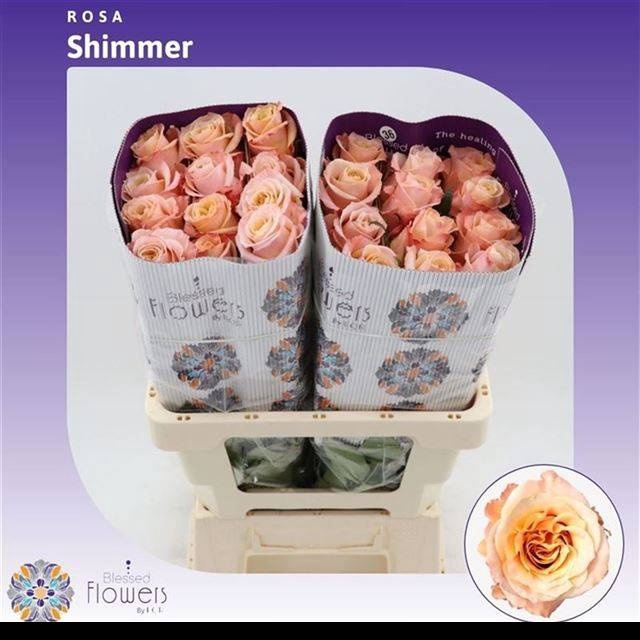 <h4>R GR SHIMMER</h4>