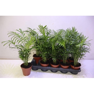 arr8 Chamaed Elegans