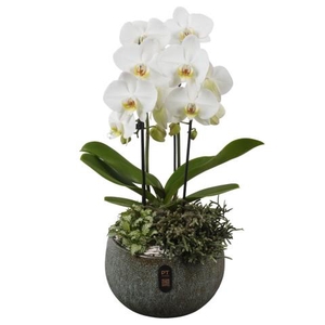 PTIB5332 Arrangementen kamerplanten