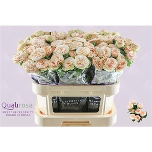 R Tr Gentle Trendsetter