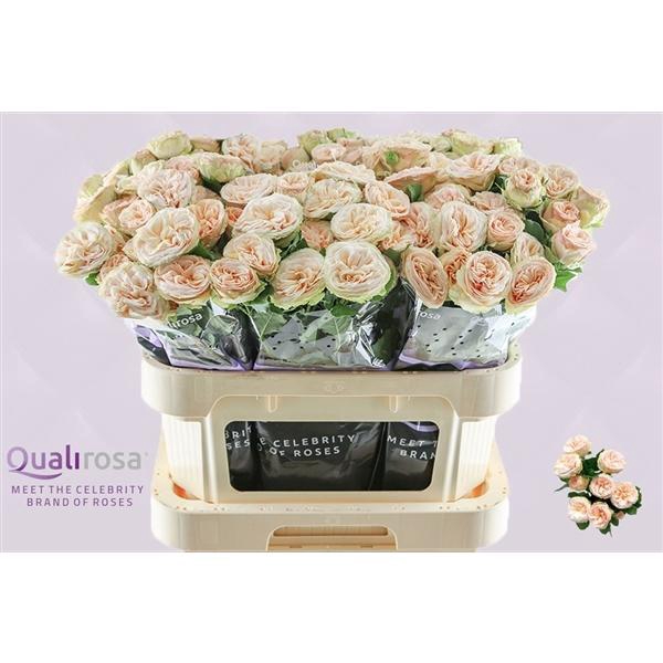 <h4>R Tr Gentle Trendsetter</h4>