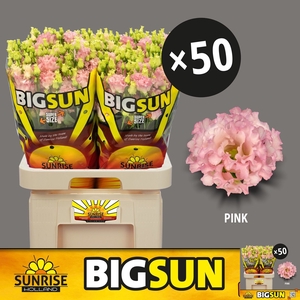 EUS G ALISSA PINK