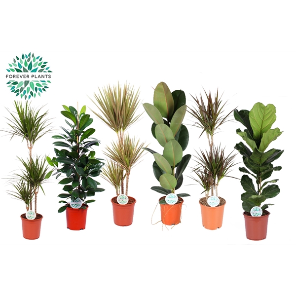 <h4>Groen Mix kamerplanten Budget p24</h4>