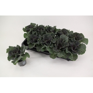 Brassica glad rood 10,5 cm