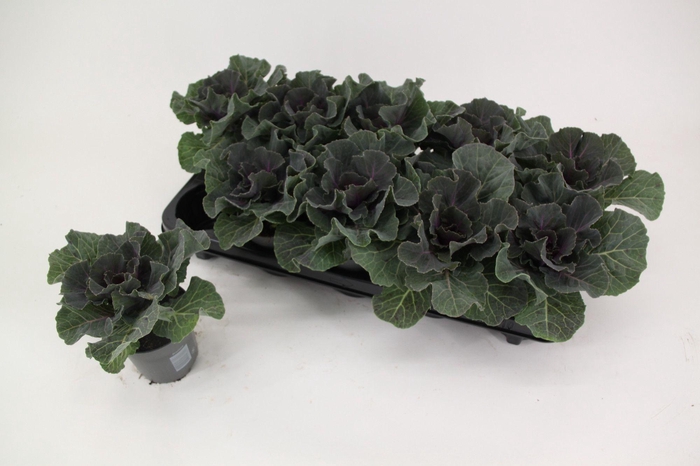 <h4>Brassica glad rood 10,5 cm</h4>
