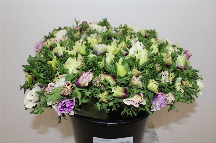 <h4>Anem Rainbow Happy</h4>