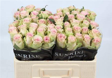 <h4>R Gr Trivia</h4>