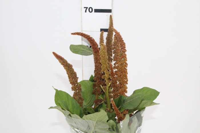 <h4>AMARANTHUS DOBRADO 070 CM BRONZE</h4>