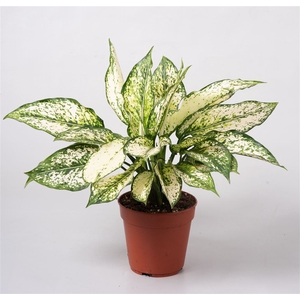 Aglaonema First Diamond