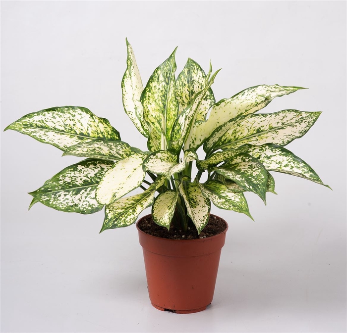 <h4>Aglaonema First Diamond</h4>
