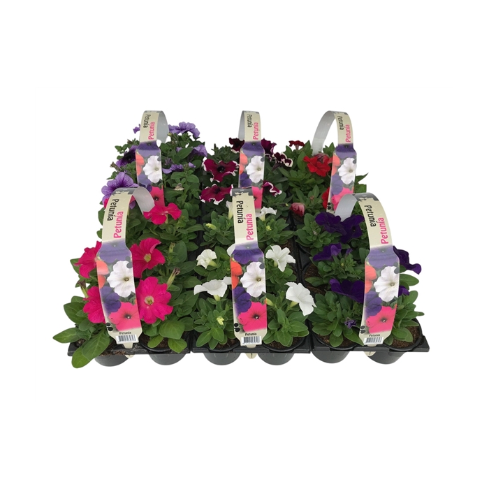 <h4>Petunia mixkar 6p</h4>